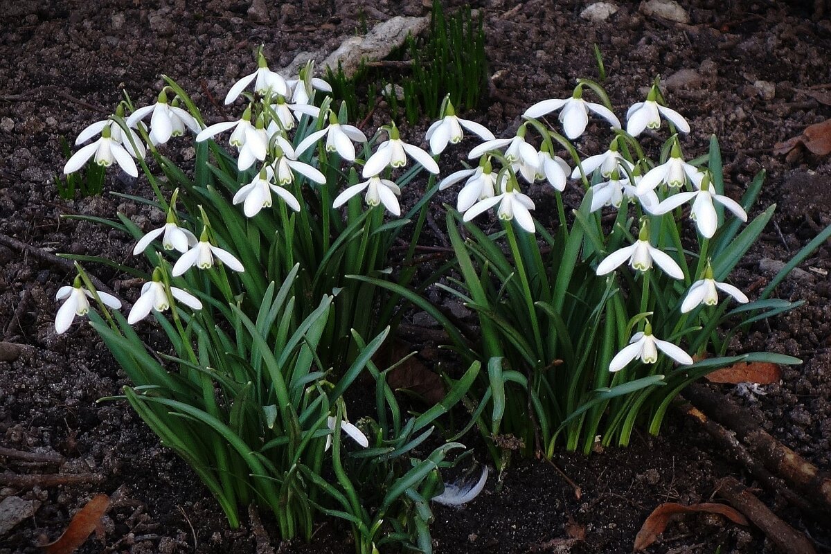 Подснежники - Рита Симонова