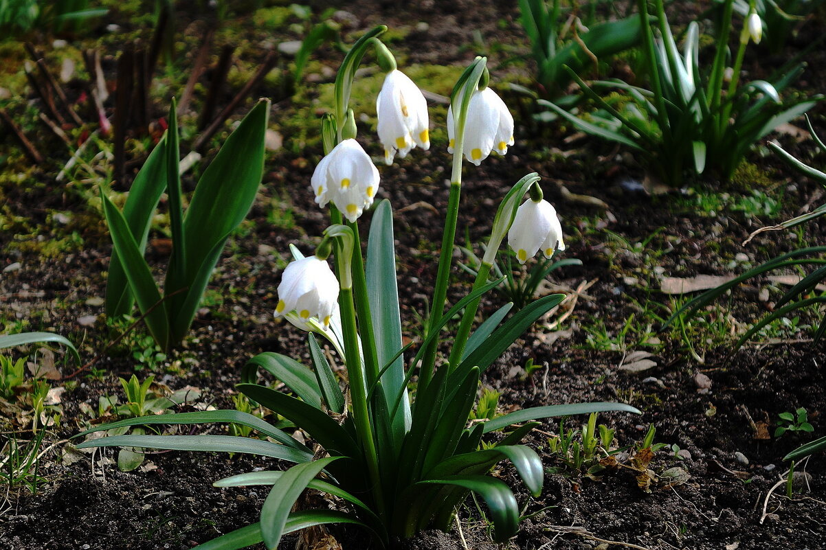 Подснежники - Рита Симонова