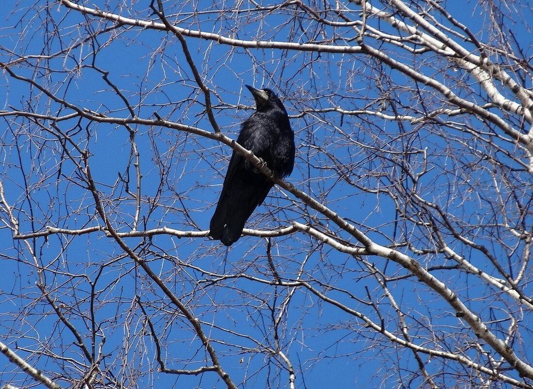 Грачи прилетели - Наталья ***