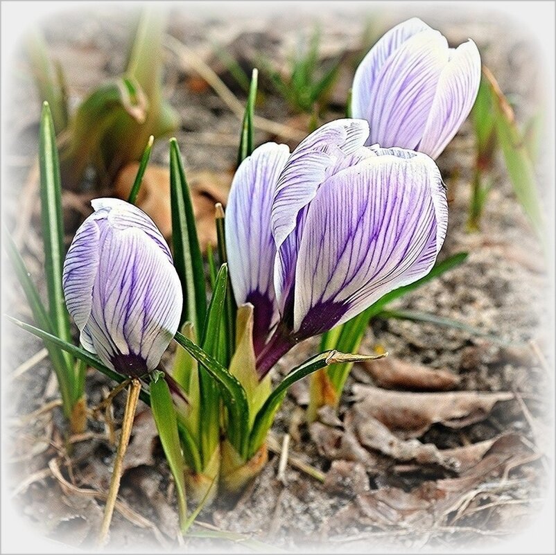Нежные крокусы - Наталья ***