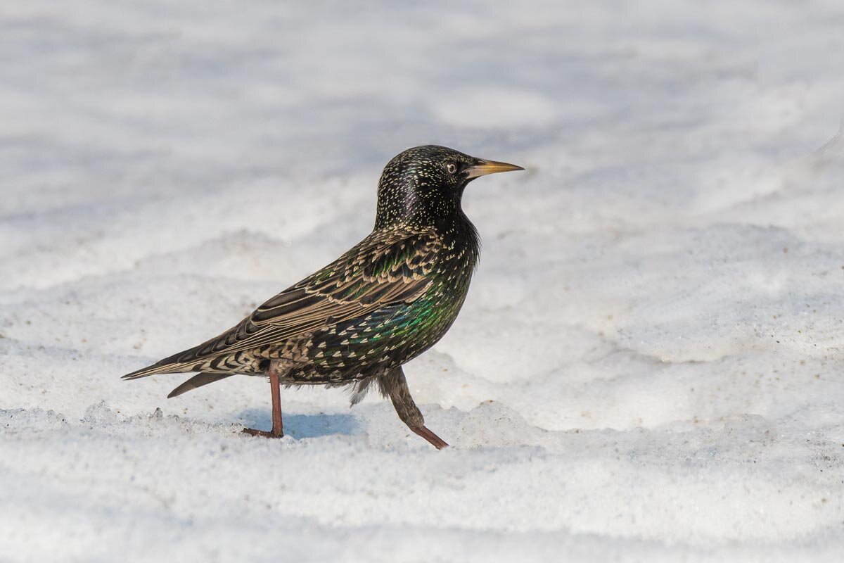 Бодро шагая босиком по снегу. - Nikolay Lovec