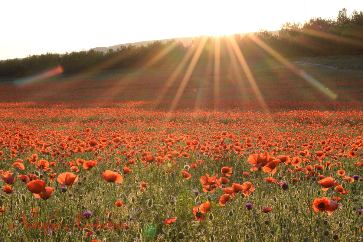 Природа Крыма - Изумительная Космея