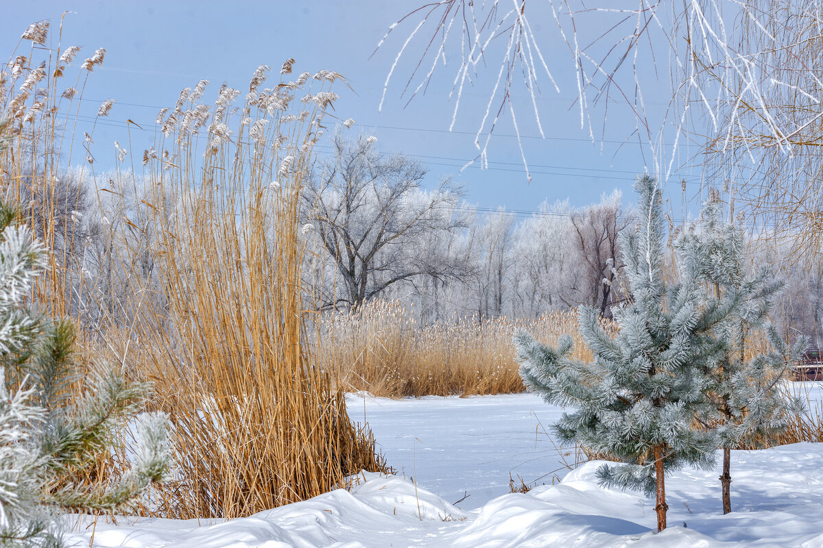 У каждого дня - свое чудо! Весенний иней. - Наталья Димова