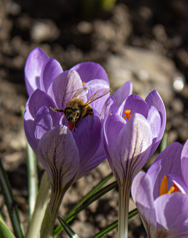 *** - Александр. AVG100 ---