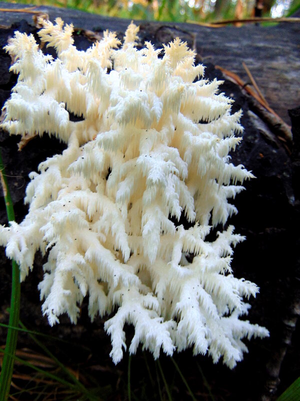 Ежовик коралловый. - nadyasilyuk Вознюк