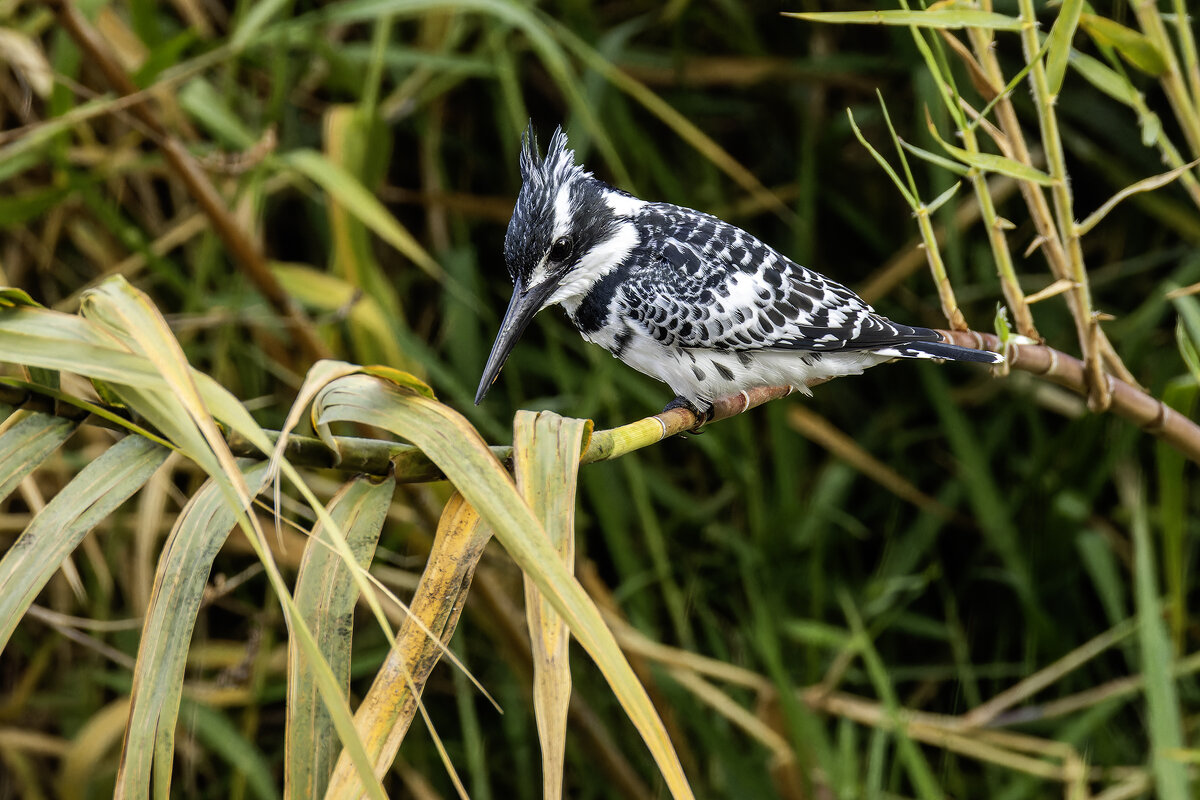 Малый пегий зимородок. - Alexander Amromin