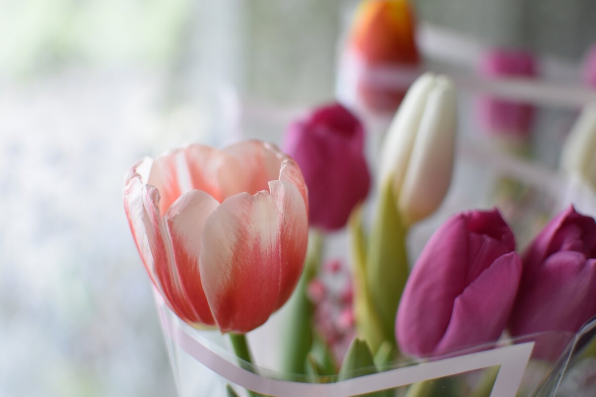 Цветы - Дарья Шуклина