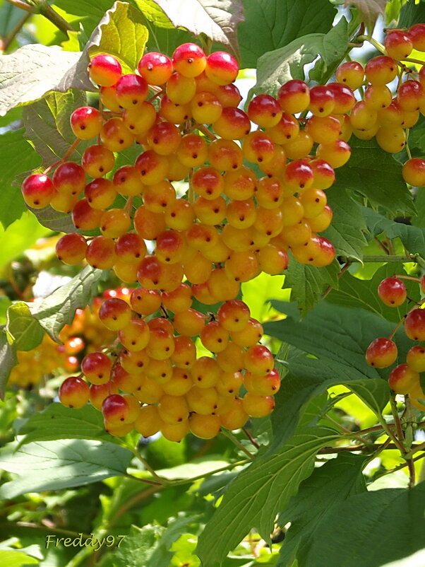 Калина - Freddy 97