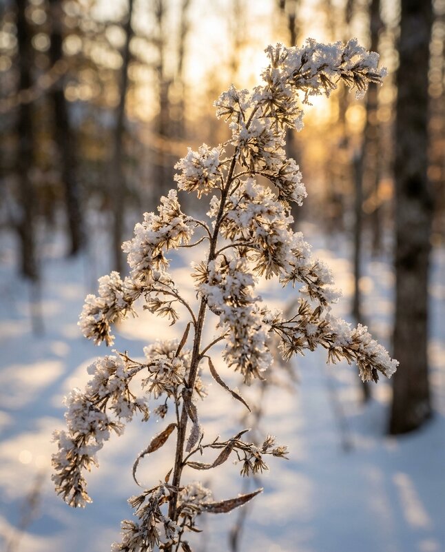 Золотарник в снегу - Лилия 