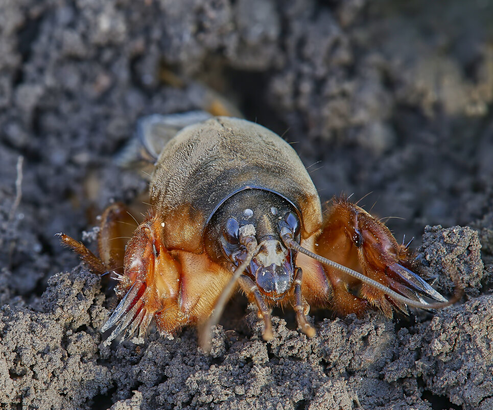 Медведка.. - Александр Посошенко