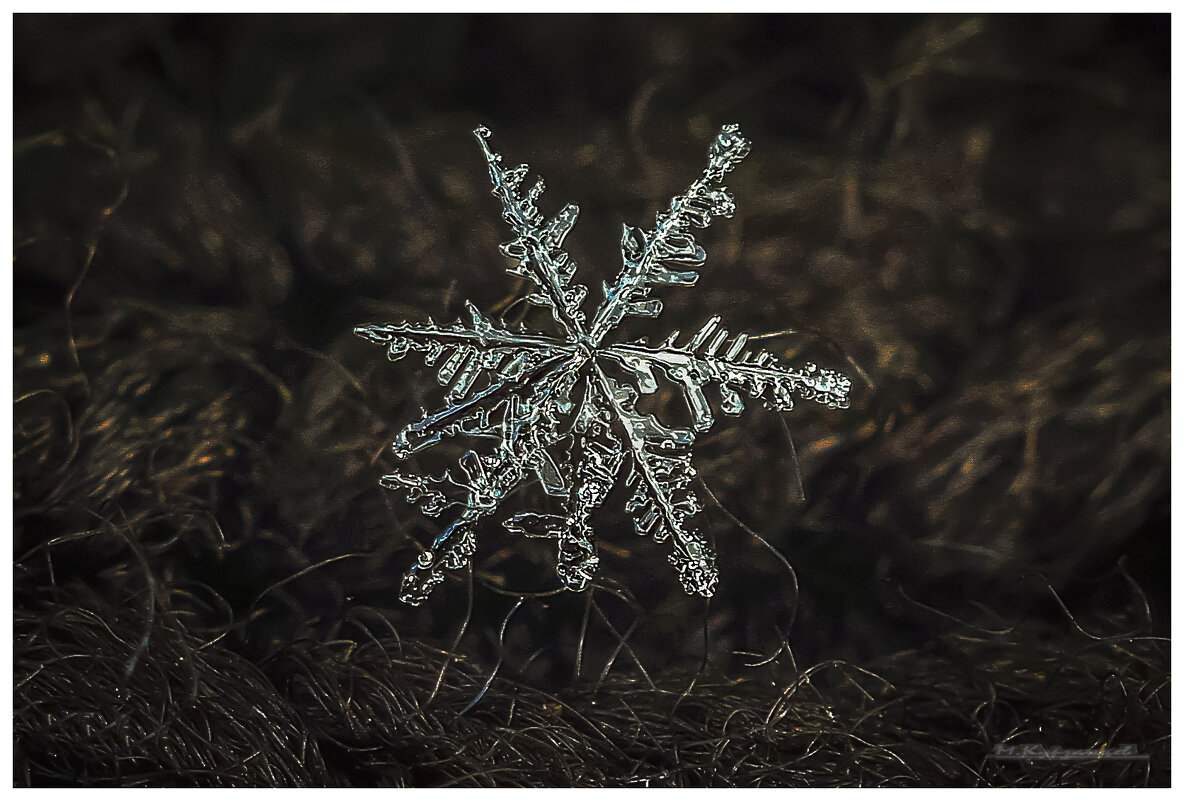 Снежинка,тающая под лучами мартовского солнца. - Михаил Курзанцев