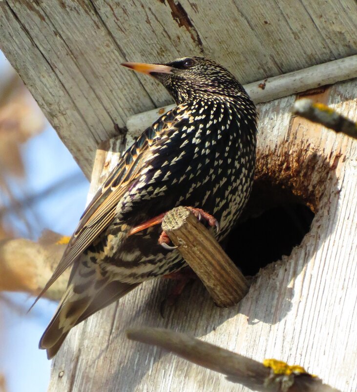 У своего домика - Андрей Снегерёв