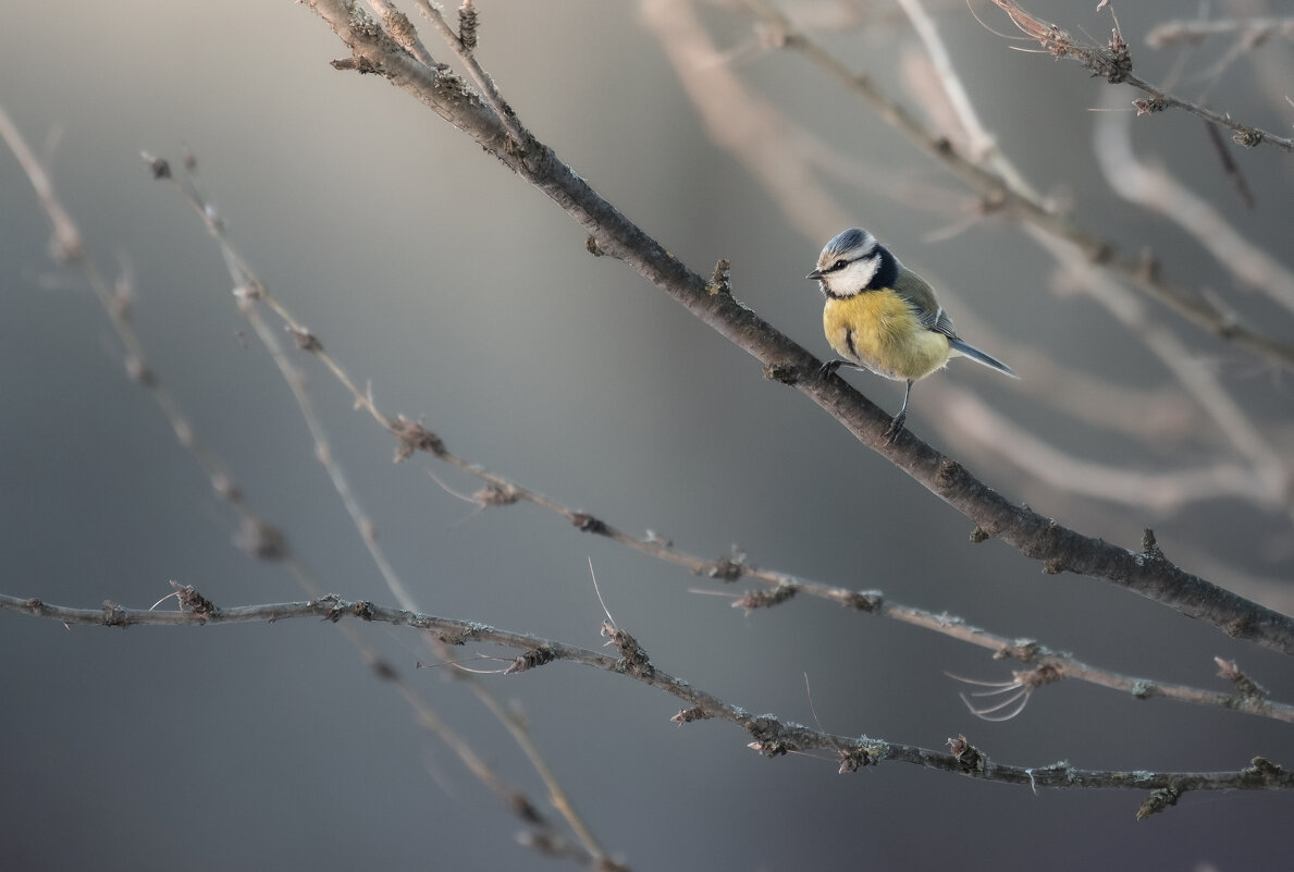 Лазоревка - Максим Вышарь