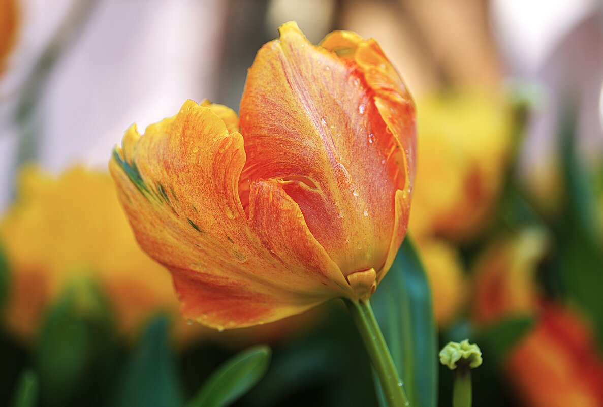 --- - Татьяна Тюменка