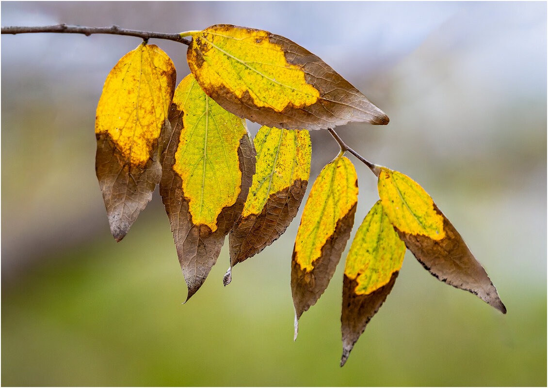 Листья - Александр Григорьев