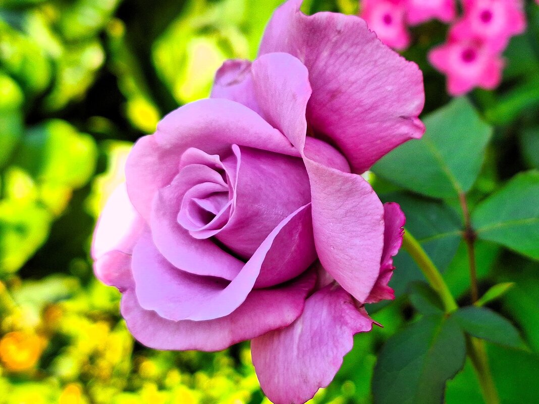 Роза - Наталья 