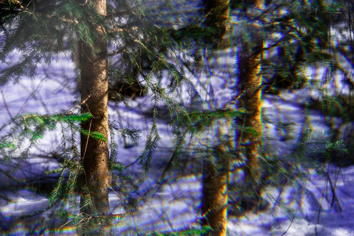 Грибной лес - Илья Шенгелия