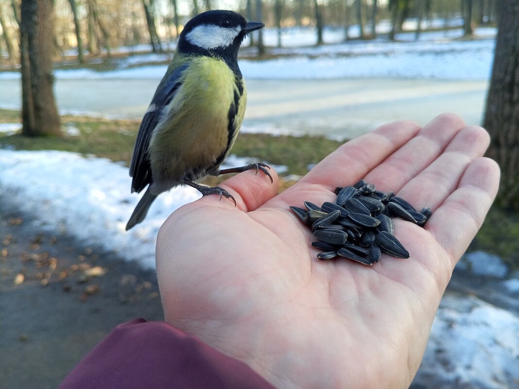 Синица - Сапсан 