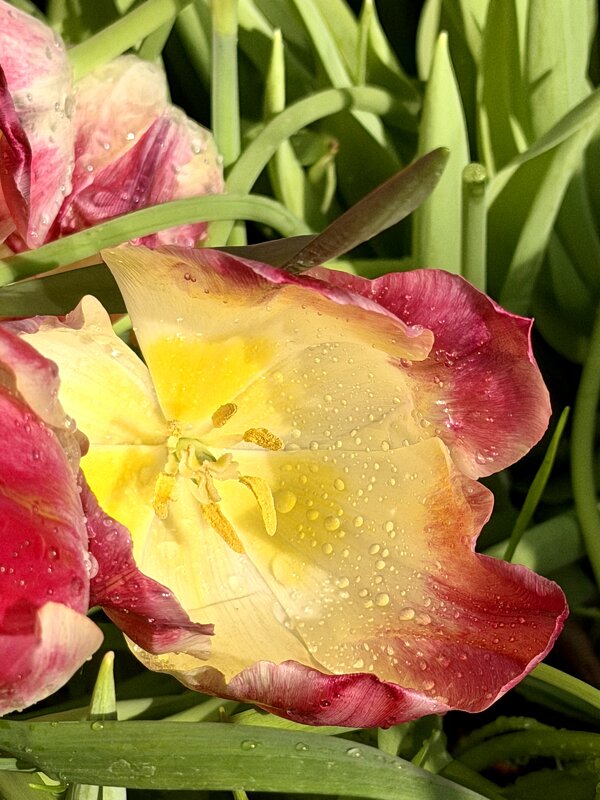 Необыкновенные! - Pippa 