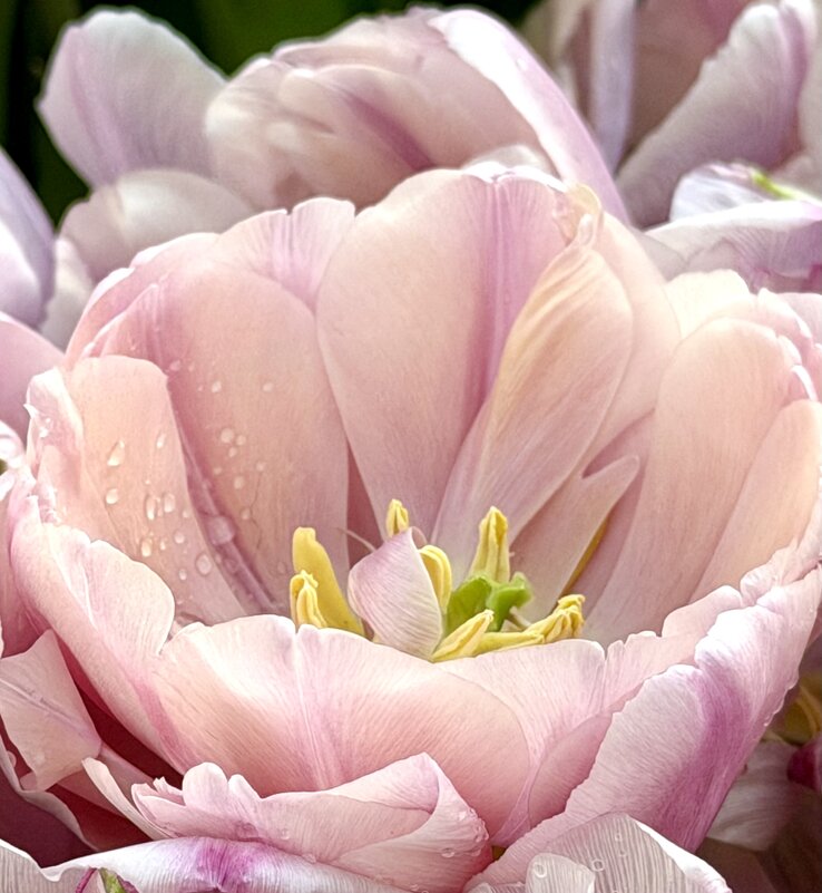 Необыкновенные! - Pippa 