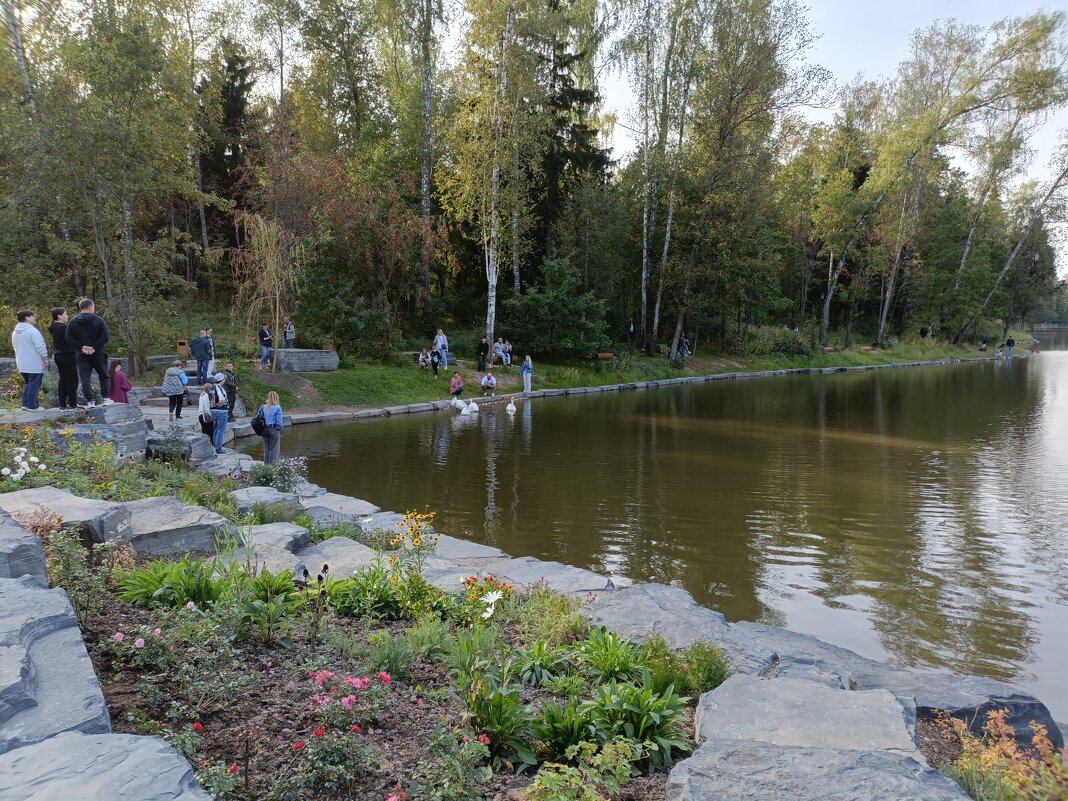 кормление лебедей - Галина R...