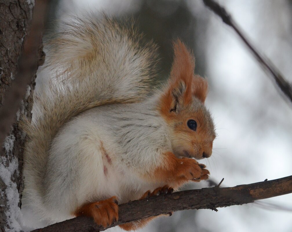 Высоко забралась - Savayr 