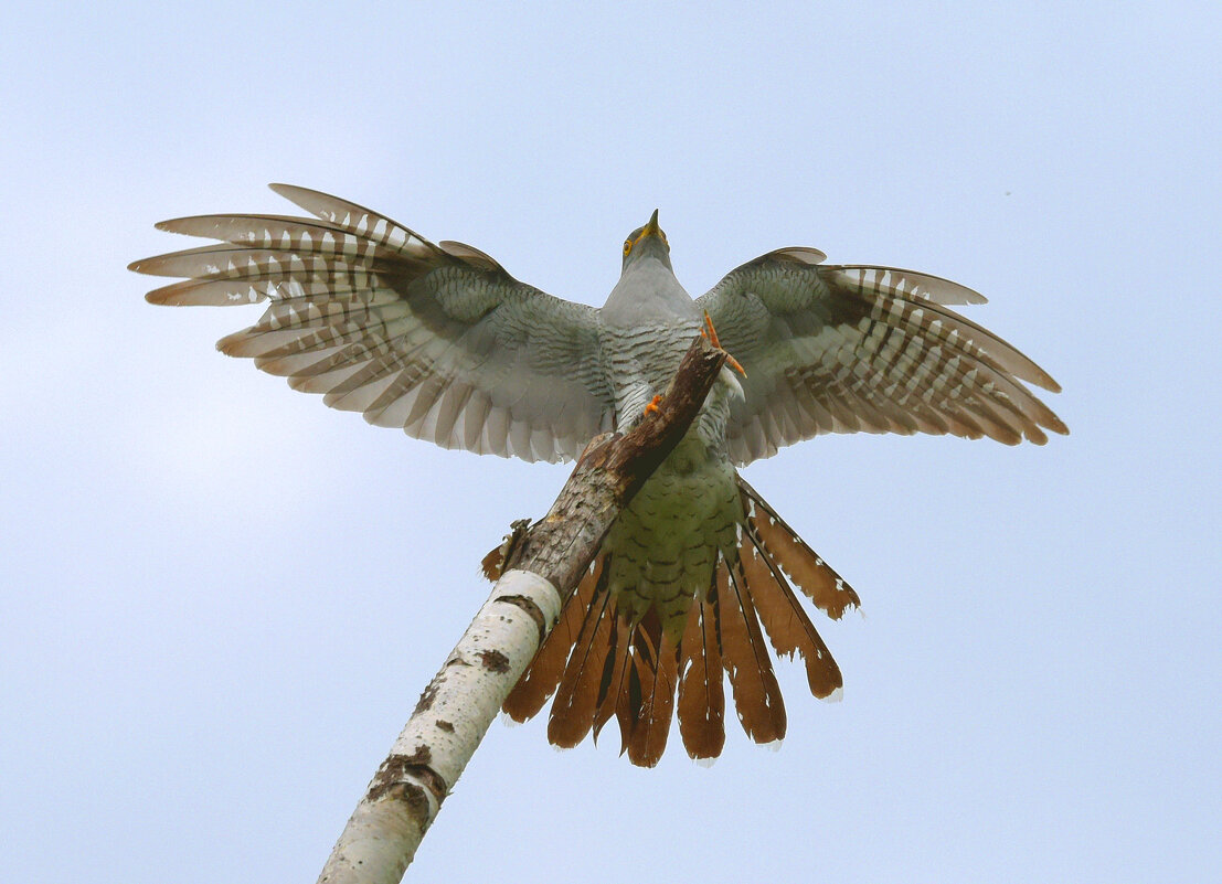 На любимую присаду - Михаил Белоусов