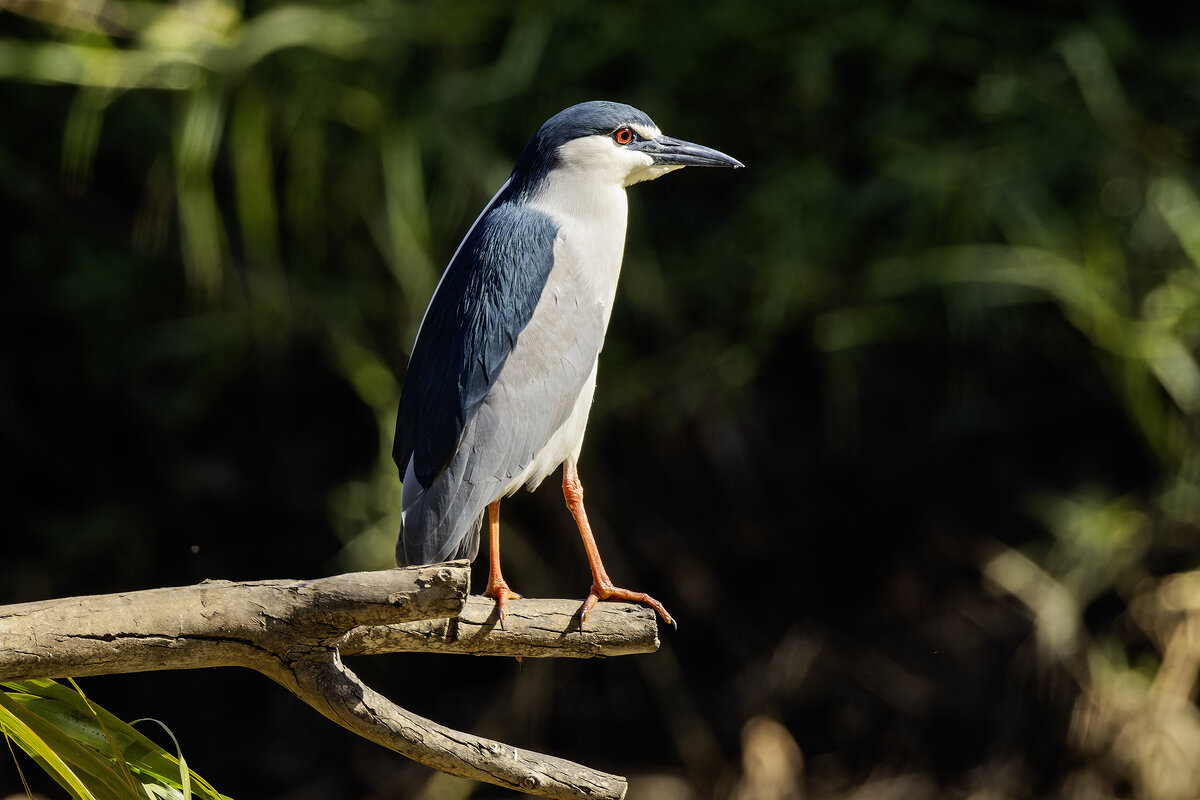 Кваква. - Alexander Amromin