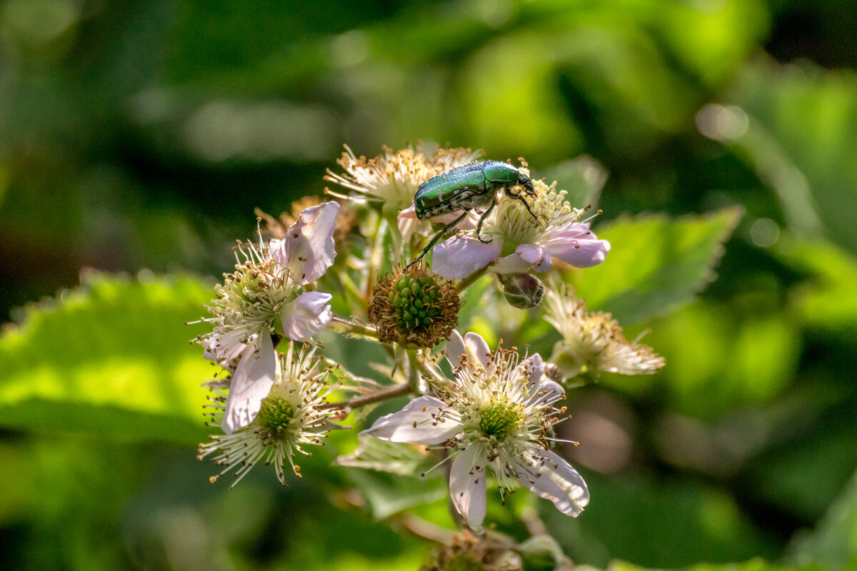 Ежевика - Игорь Сикорский
