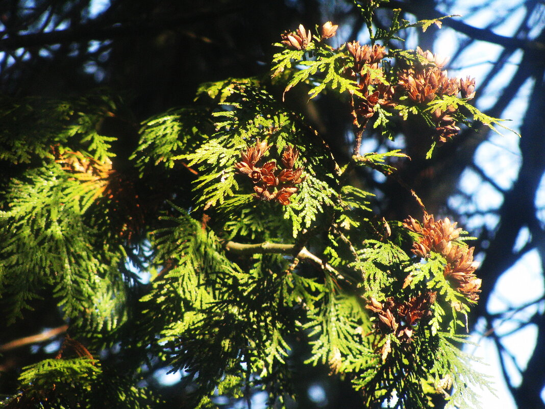 Туя с семенами - Людмила Смородинская