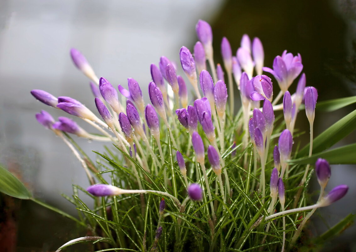 Крокусы...трагический день марта - ZNatasha - Крокусы...трагический день марта - ZNatasha -