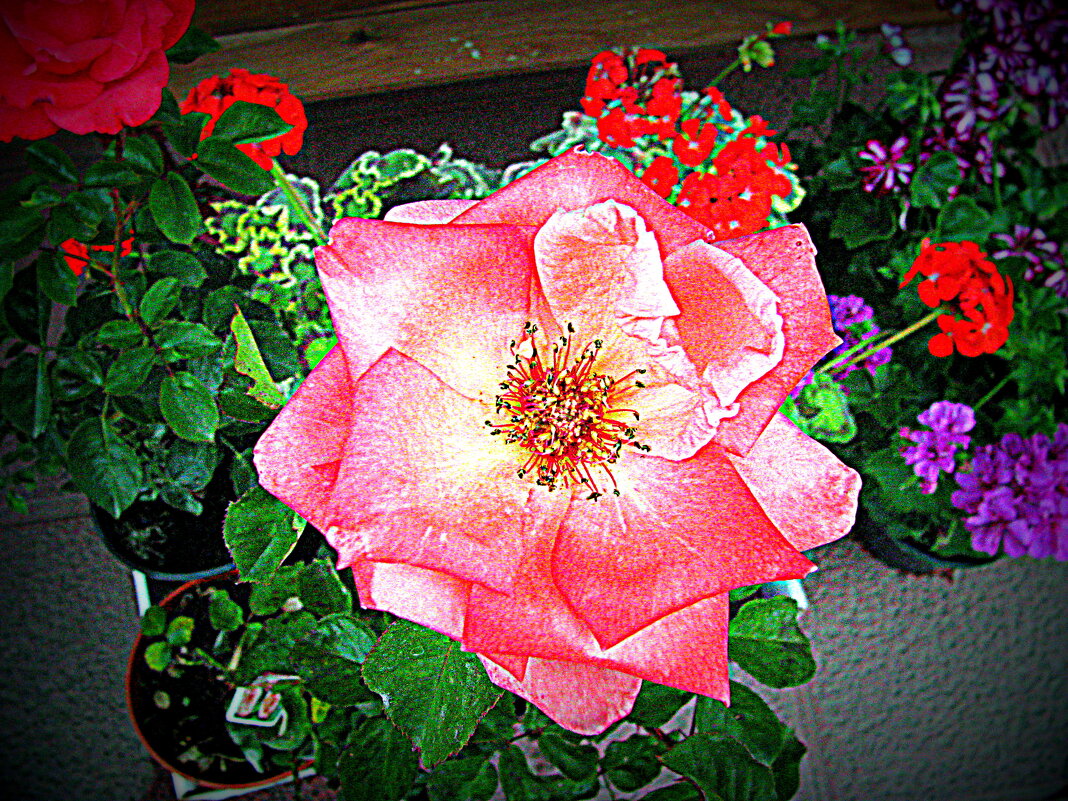 Цвеп Барселоны. - Владимир Драгунский