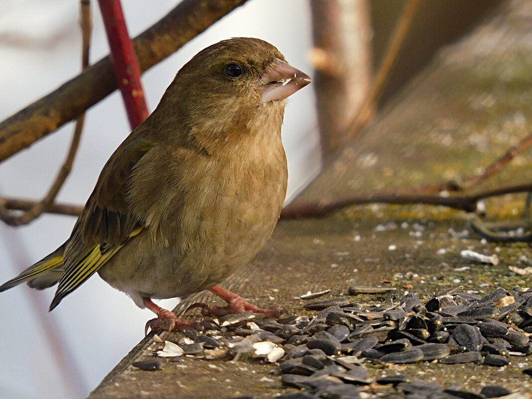 Зеленушка - Лина 