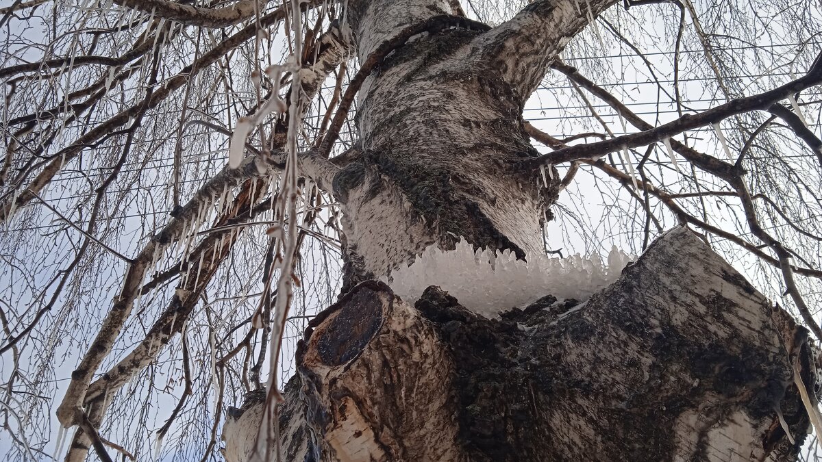 февраль - Елена Шаламова