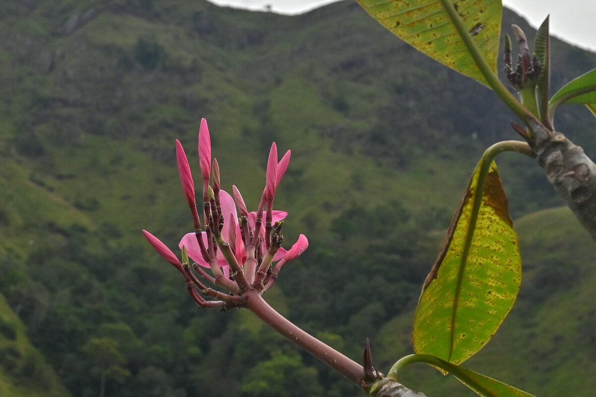 Шри-Ланка. Красота в одном мгновении. - Александр Беляков