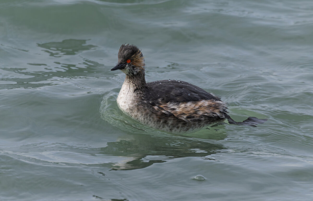 черношейная поганка.весна Лазоревское. - юрий макаров черношейная поганка.весна Лазоревское. - юрий макаров