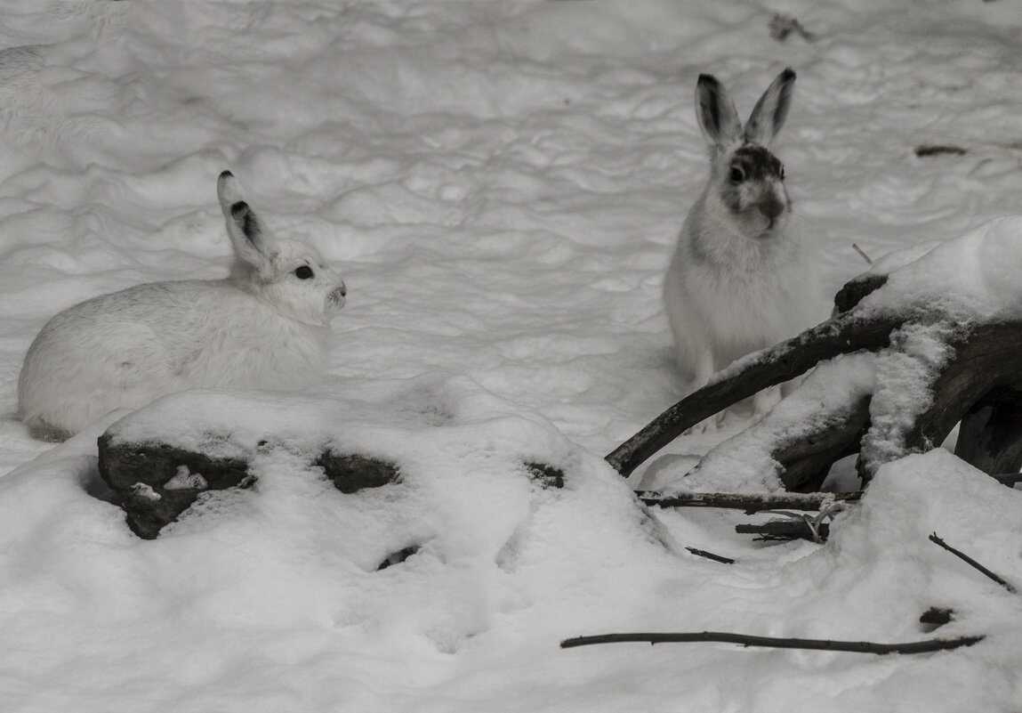 Белая мордочки и белая шубки - Владимир Максимов