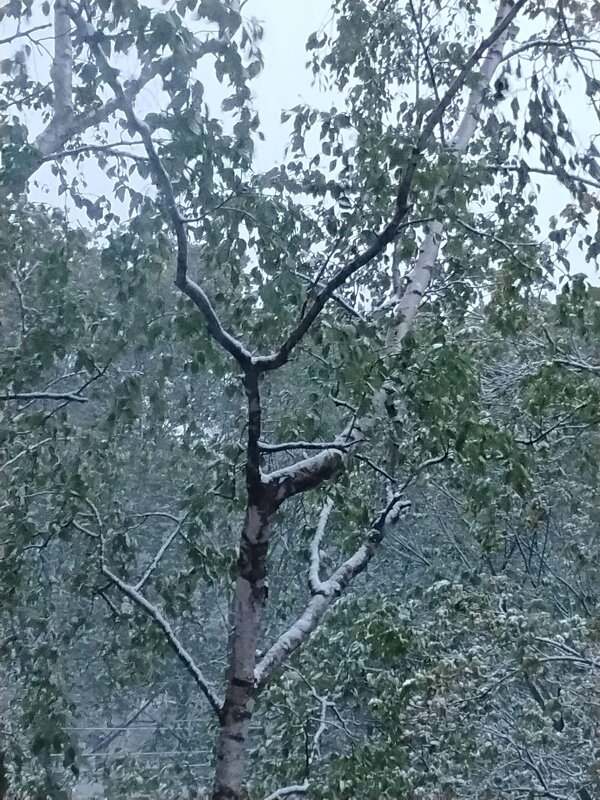 8 мая 2024 года. Снег выпал - Дмитрий Никитин