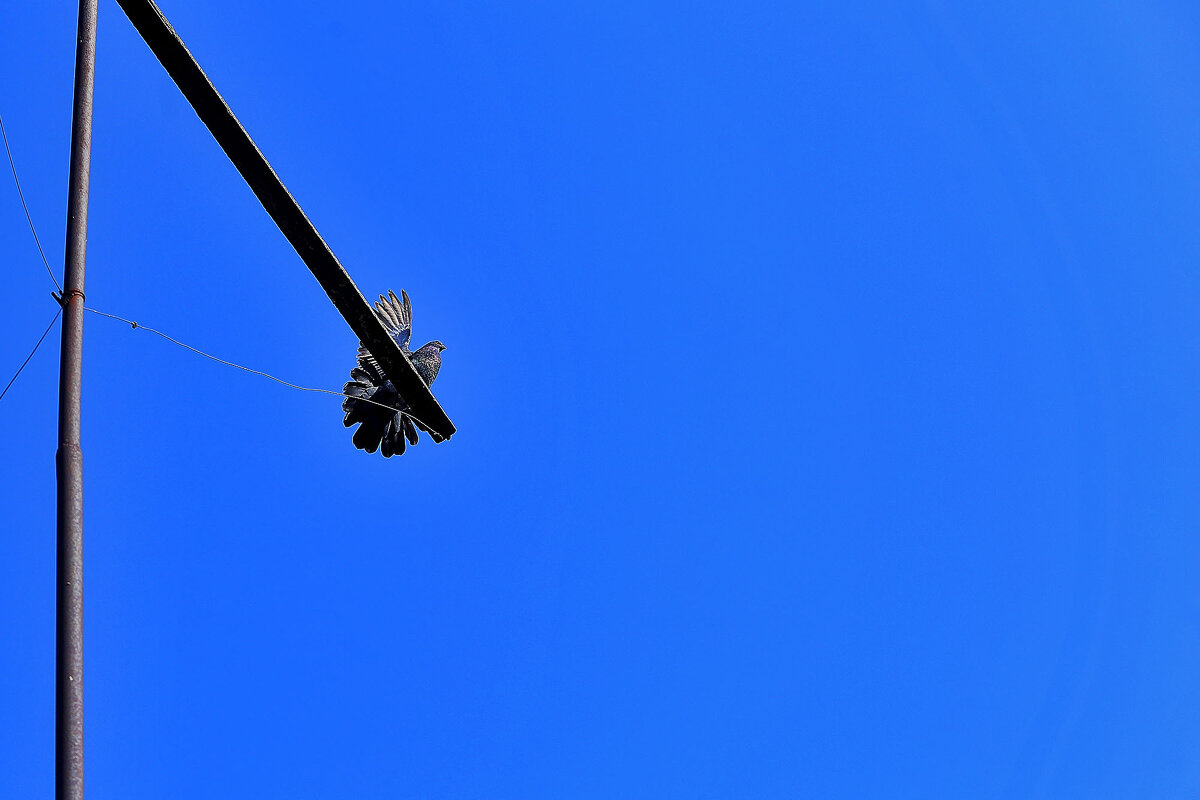 Голубь на насесте - Юрий Гайворонскiий