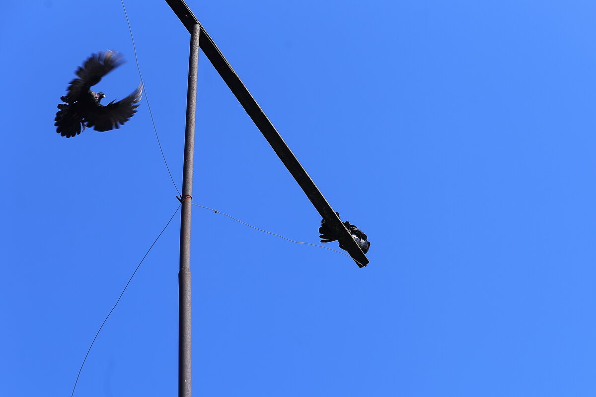 Полёт - Юрий Гайворонскiий