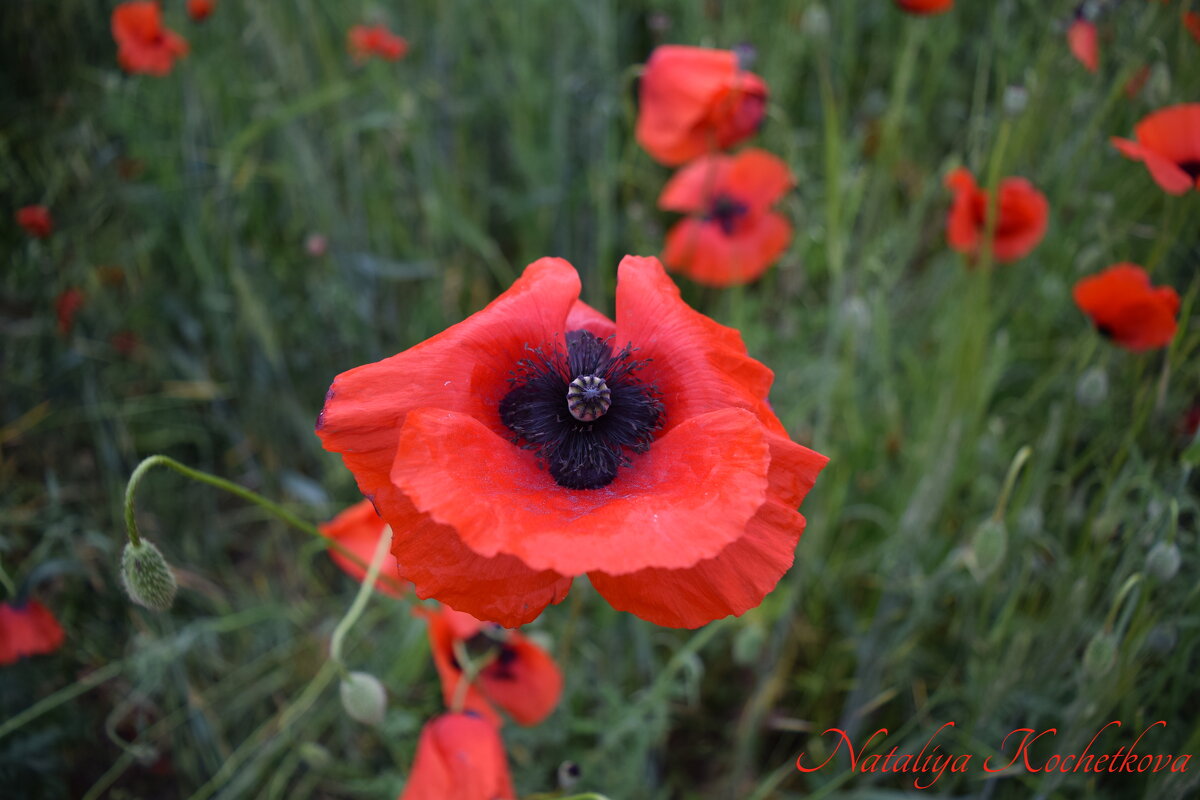 Природа Крыма - Изумительная Космея