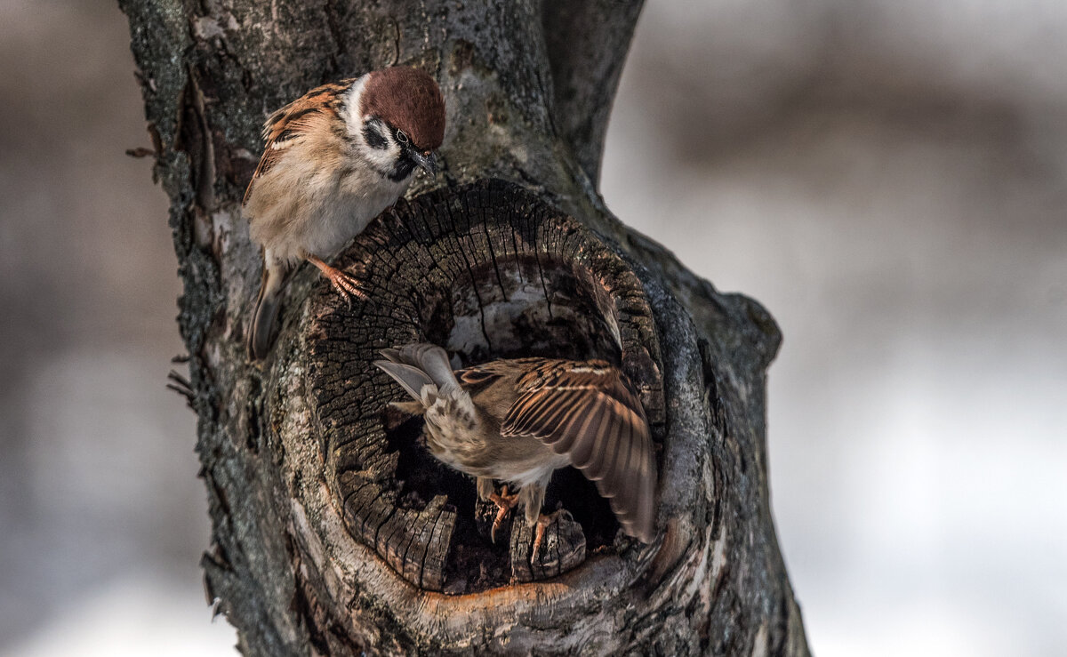 Гнездо нужно проверить... - Владимир Безбородов