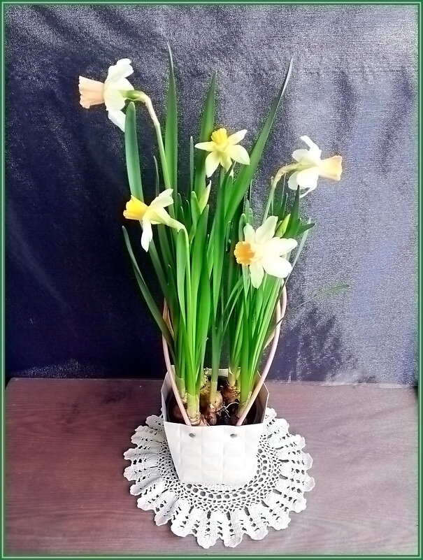 Первые нарциссы - Ольга Довженко Первые нарциссы - Ольга Довженко