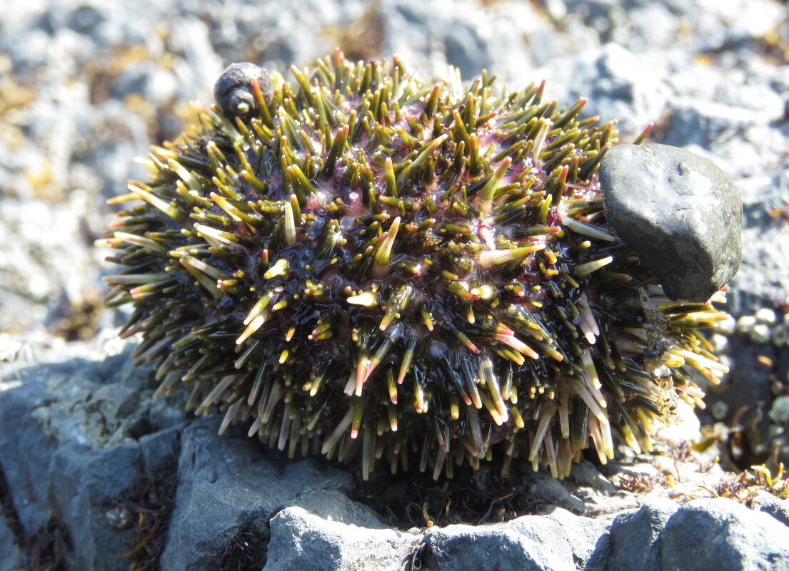 Морской ёжик - ИРЭН@ . Морской ёжик - ИРЭН@ .