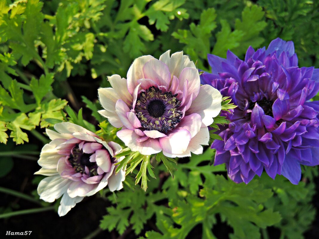 Анемоны - Ната57 Наталья Мамедова