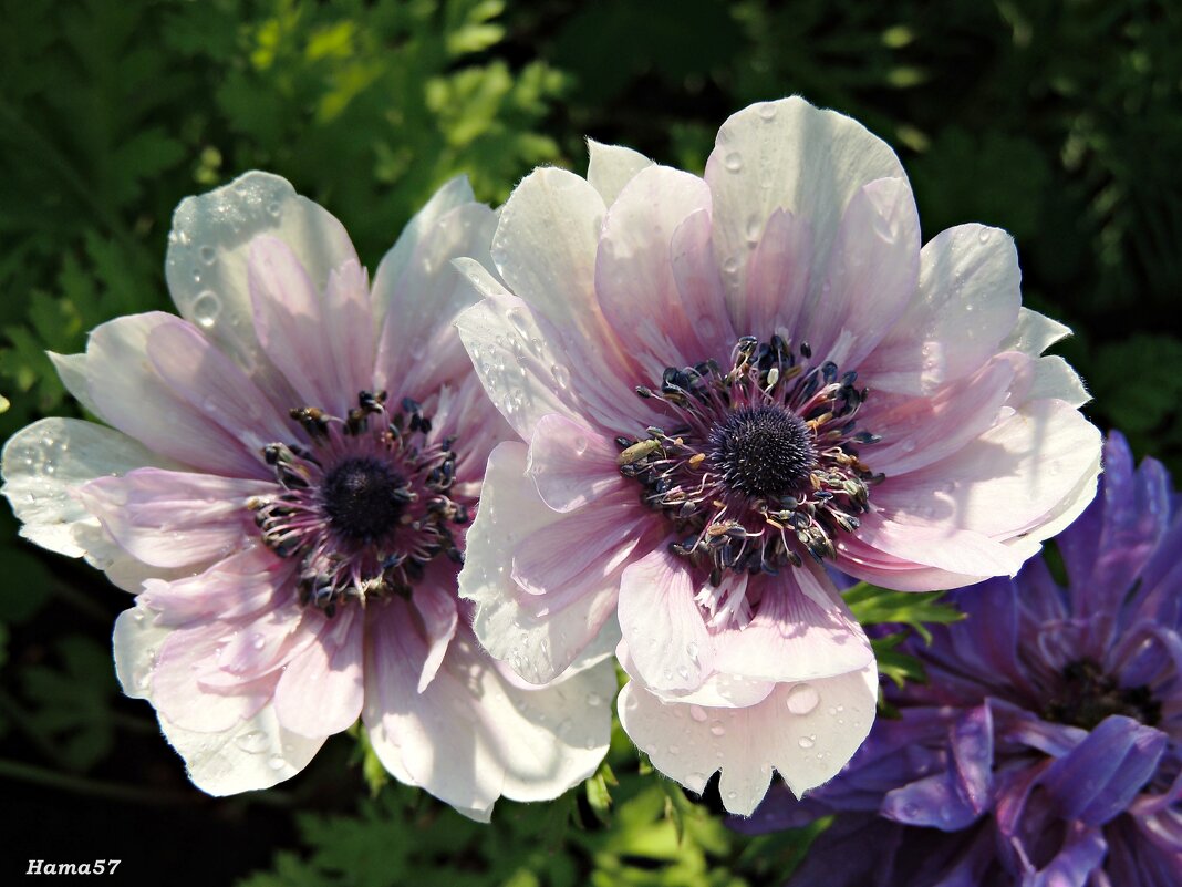 Красивая парочка (Анемоны) - Ната57 Наталья Мамедова