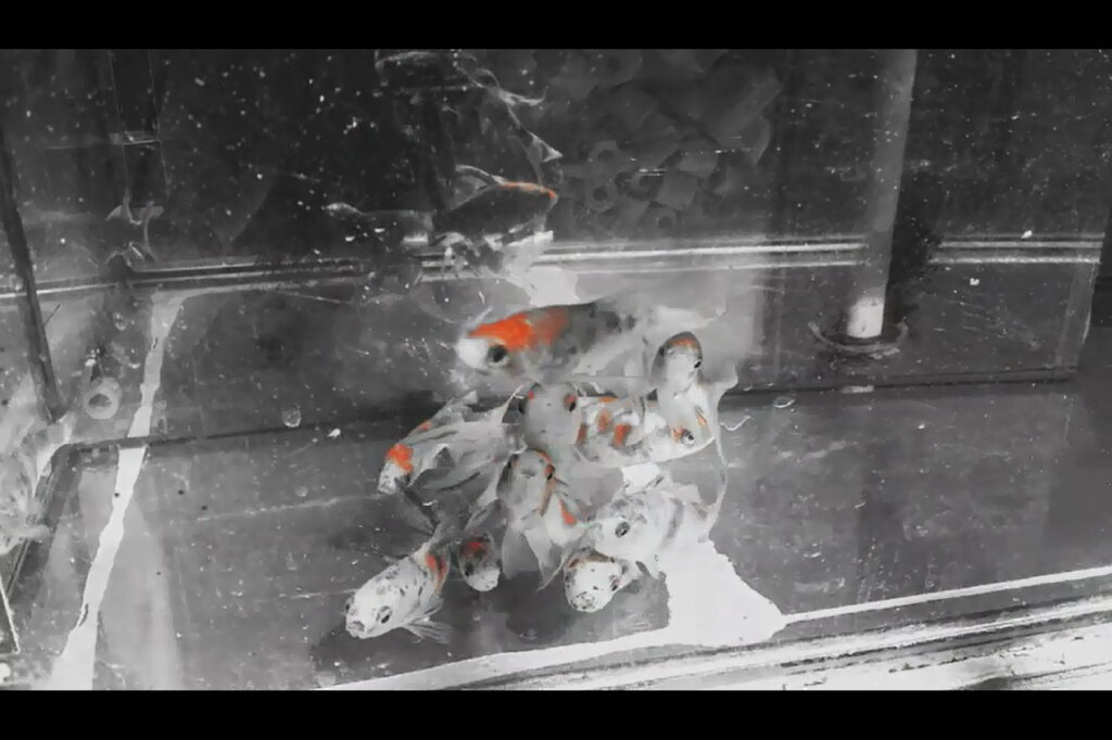 115 (204) - CLOSE WAYS ALL