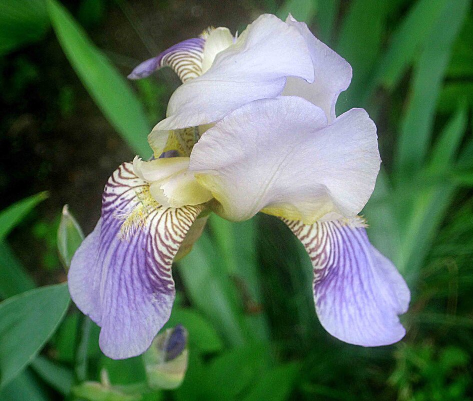 Летний - Елена Семигина