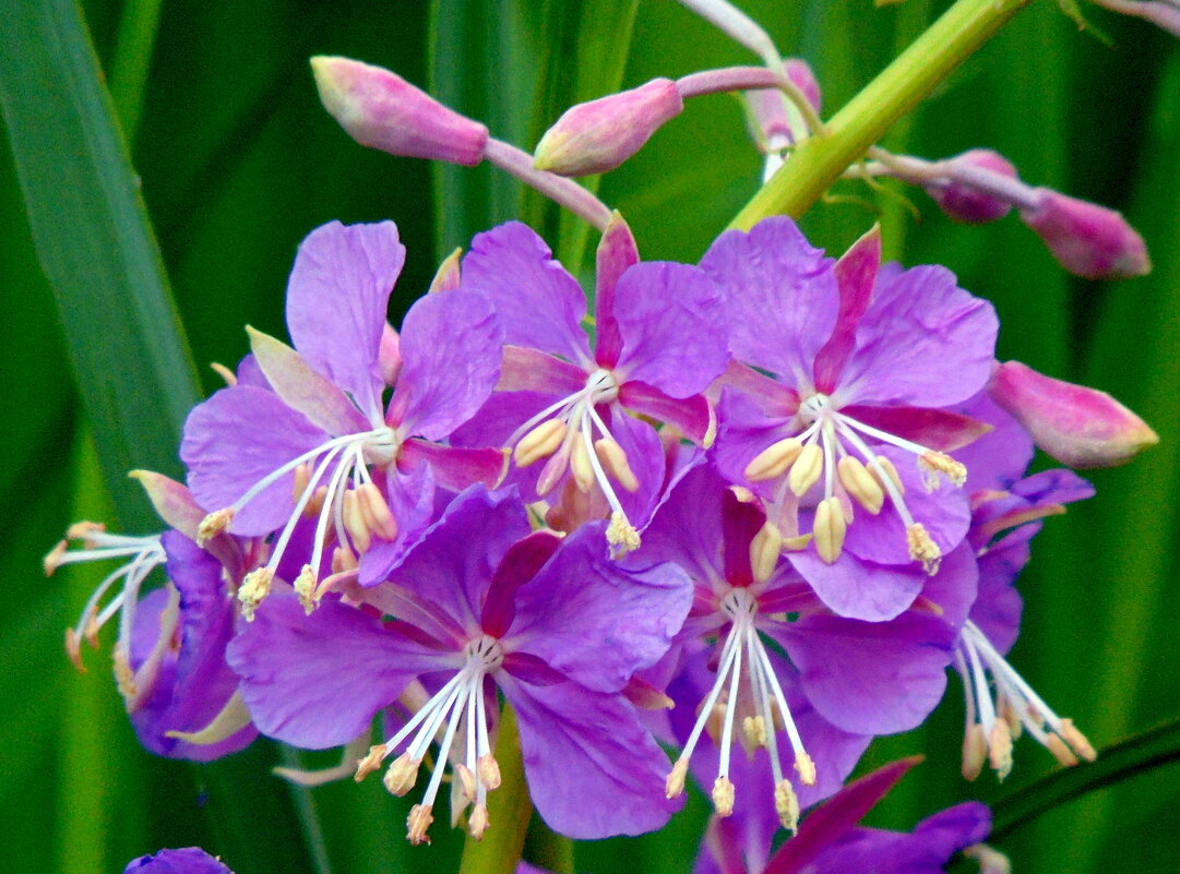 Кипрей цветёт. - nadyasilyuk Вознюк