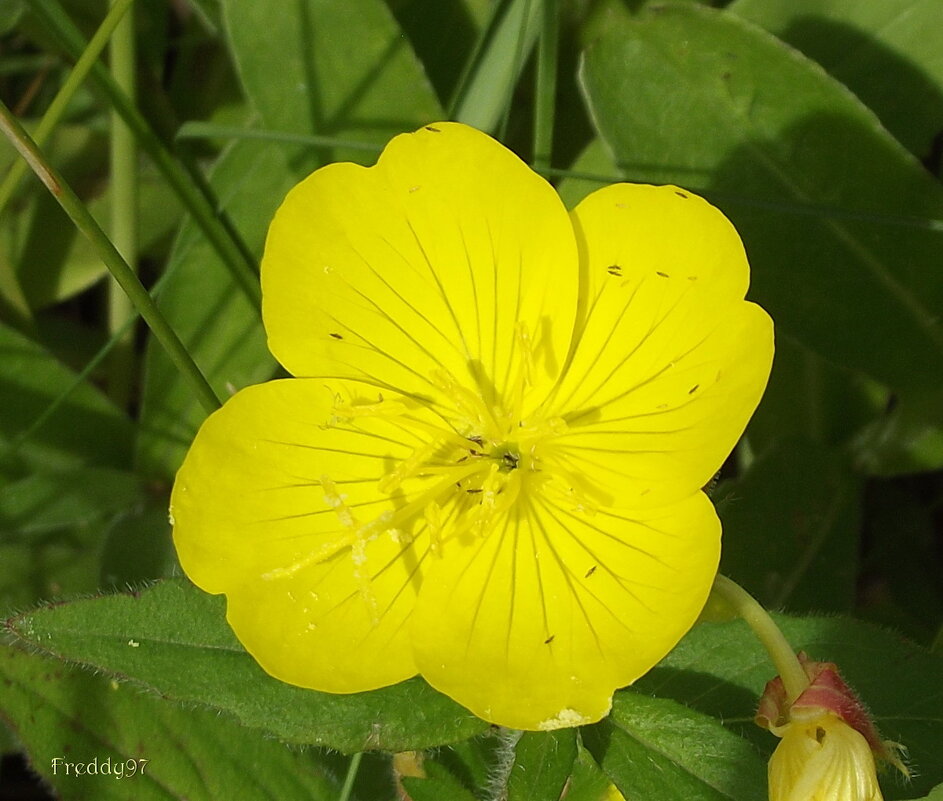 Энотера - Freddy 97